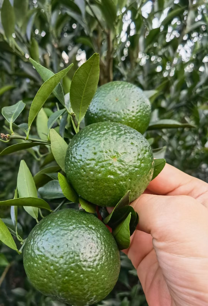 Picture of Pure Breed Small Qingpi (Green Tangerine Peel)(1 Year)