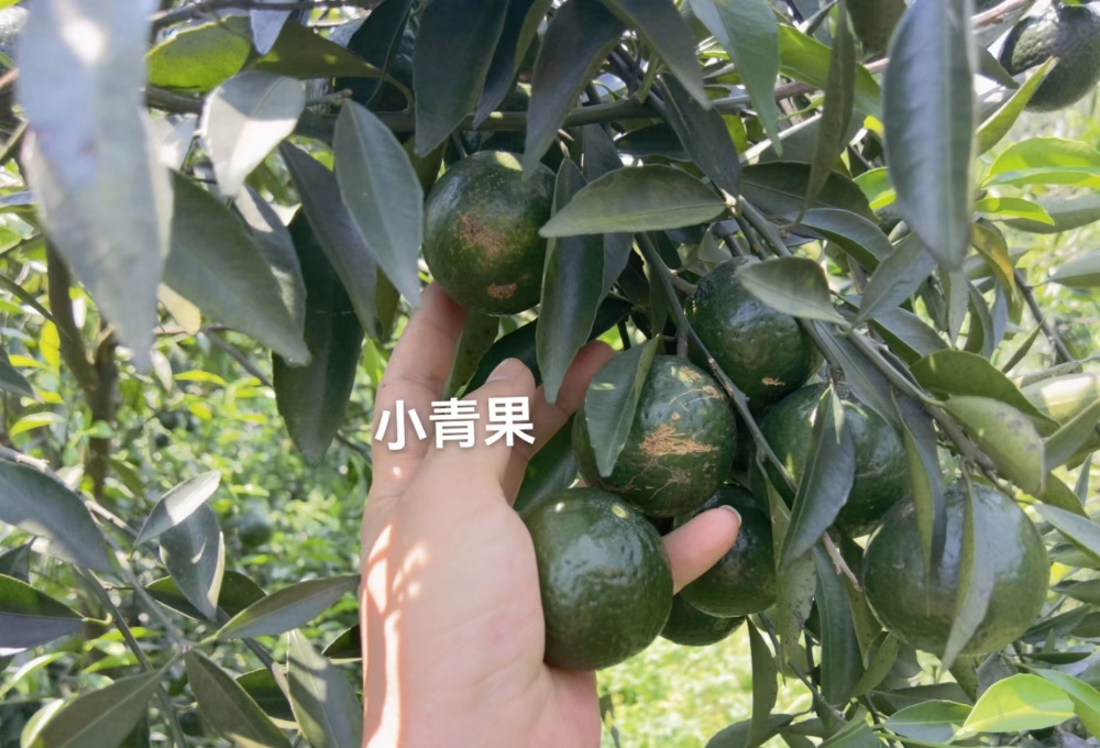 Picture of Pure Breed Small Qingpi (Green Tangerine Peel)(1 Year)