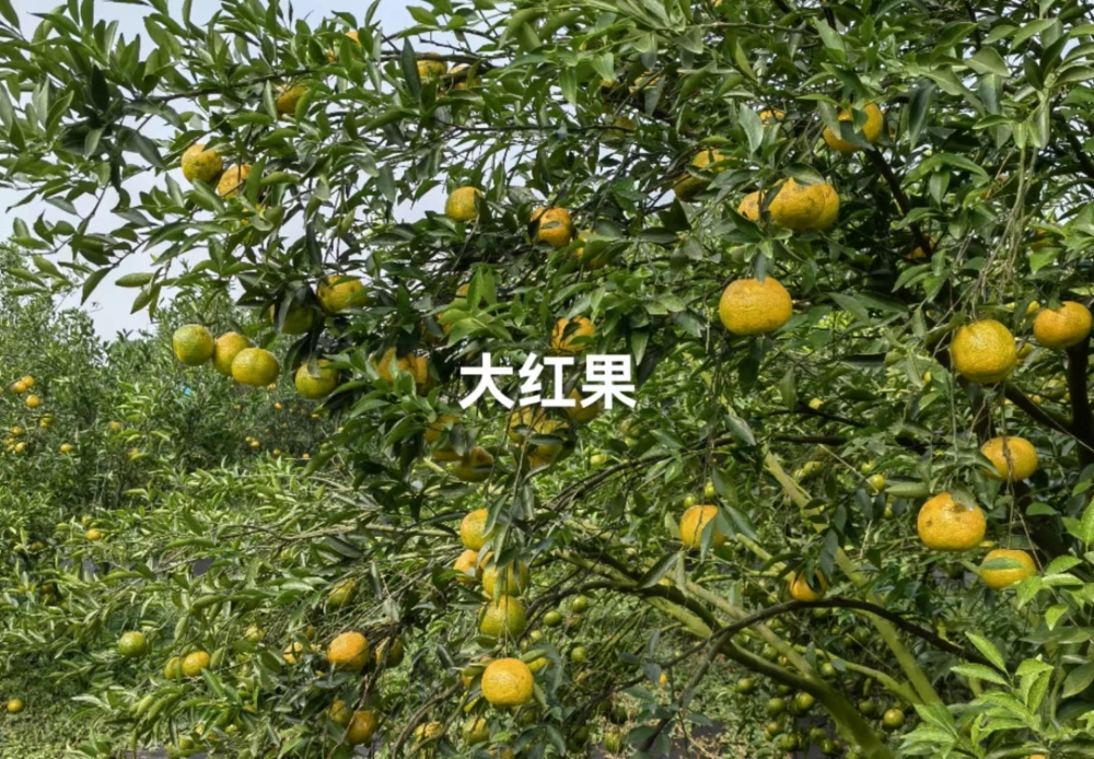 Picture of Tribute Grade Large Hongpi (Red Tangerine Peel)(2 Years)